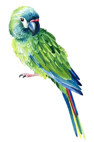 Amazon Parrot Isolated White Background Watercolor Parrot High Quality Illustration — стокове фото