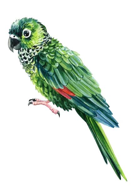 Watercolor Parrot Isolated White Background Green Amazon Parrot Hand Painted — Stockfoto