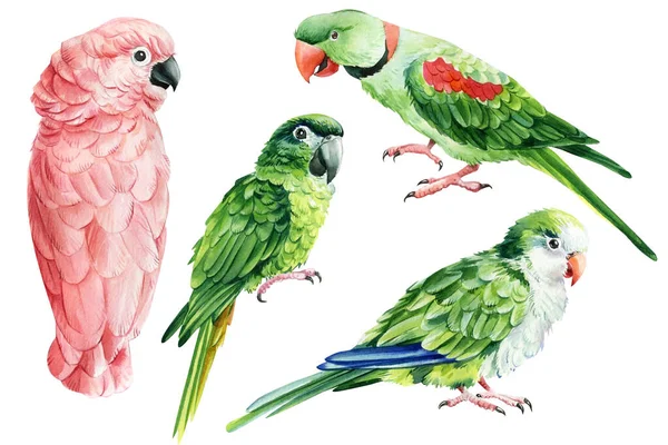 Set Parrots White Isolated Background Watercolor Illustration Hand Drawing Tropical — Zdjęcie stockowe
