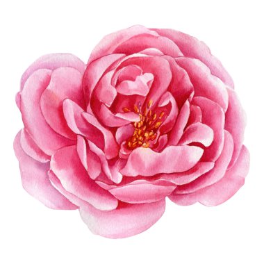 Pink flower. Rose on an isolated white background, watercolor painting, floral elements. High quality illustration