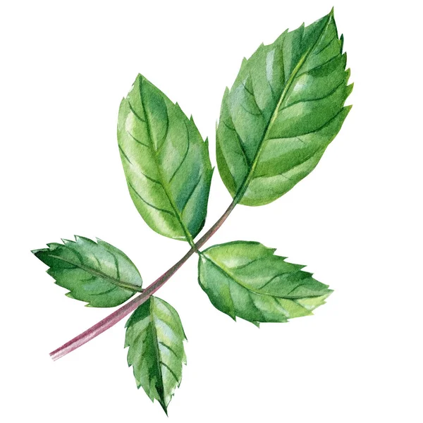 Green Leaf White Background Watercolor Painting High Quality Illustration — Foto Stock