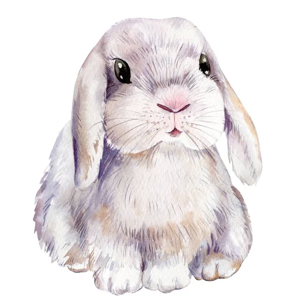 Bunnies Animal Isolated White Background Watercolor Painting High Quality Illustration —  Fotos de Stock