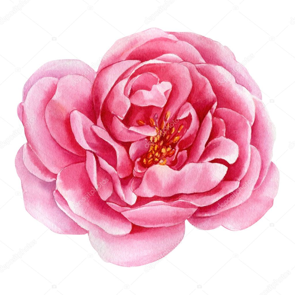 Pink flower. Rose on an isolated white background, watercolor painting, floral elements. High quality illustration