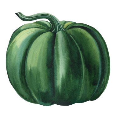 green Pumpkin on isolated white background, fall harvest. watercolor illustration. High quality illustration