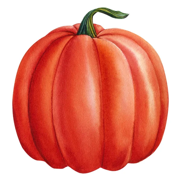 Pumpkin Isolated White Background Fall Harvest Watercolor Illustration High Quality — 스톡 사진