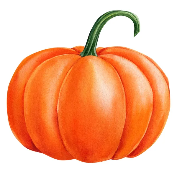 Orange Pumpkin Isolated White Background Fall Harvest Watercolor Illustration High — Fotografia de Stock