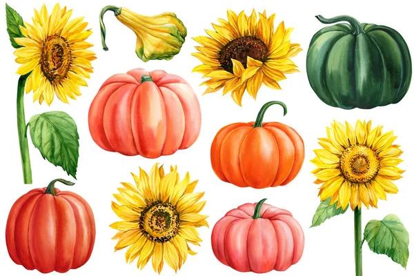 Sunflowers Pumpkins Hand Drawn White Background Watercolor Illustration Autumn Harvest — Stok fotoğraf