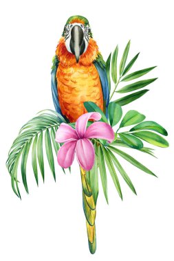 Parrots, palm leaf and flowers on an isolated white background, watercolor painting, jungle design illustration. High quality illustration