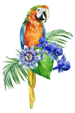 Parrots, palm leaf and flowers on an isolated white background, watercolor painting, jungle design illustration. High quality illustration
