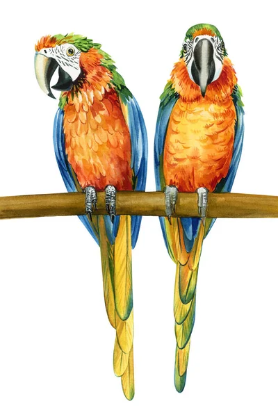 Pair Birds Parrots Isolated White Background Watercolor Illustration Macaw High — 图库照片