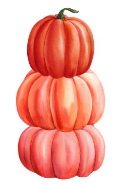 Pumpkins set on isolated white background, fall harvest. watercolor illustration, hand drawing, . High quality illustration