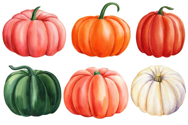 Pumpkins Set Isolated White Background Fall Harvest Watercolor Illustration Hand — 图库照片
