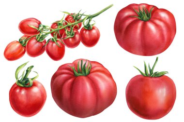 Set of vegetables. Fresh ripe tomatoes on the branch. Hand drawn watercolor illustration, isolated on white background. High quality illustration
