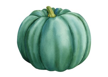 Green pumpkin on isolated white background, watercolor vegetable. High quality illustration