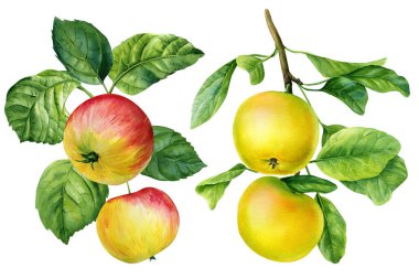 Apple on a branch. Natural fruits illustration on white background. Watercolor hand drawn apples. High quality illustration