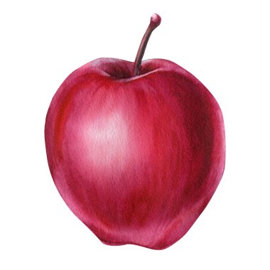 Red apple on isolated background, watercolor illustration. High quality illustration