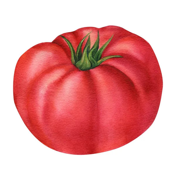 Tomato Isolated White Background Watercolor Paintings Organic Food High Quality — Fotografia de Stock