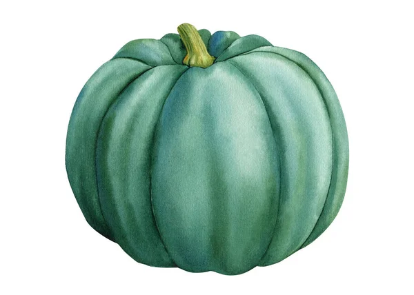 Green Pumpkin Isolated White Background Watercolor Vegetable High Quality Illustration — 스톡 사진