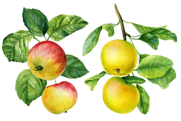Apple Branch Natural Fruits Illustration White Background Watercolor Hand Drawn — ストック写真