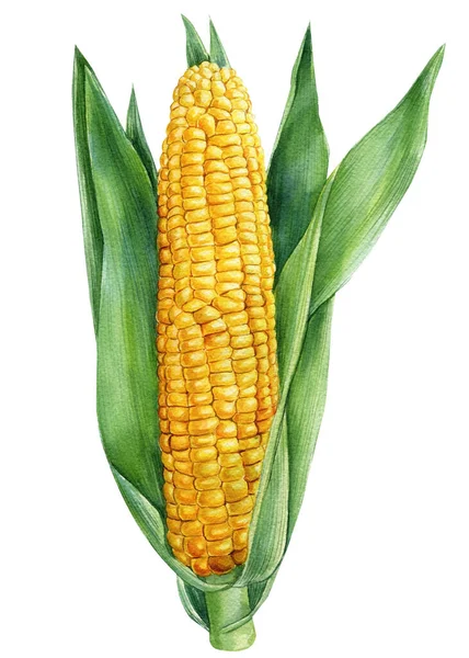 Corn on isolated white background, watercolor illustration. High quality illustration