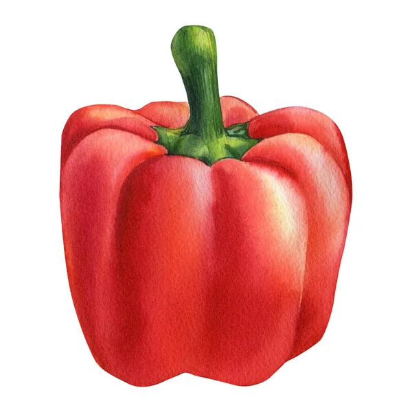 Red Pepper Isolated Background Watercolor Illustration High Quality Illustration — Stock fotografie