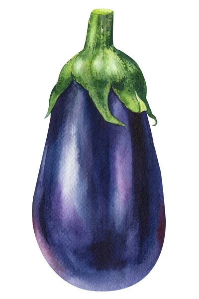 Eggplant Isolated Background Hand Drawn Watercolor Illustration High Quality Illustration — ストック写真
