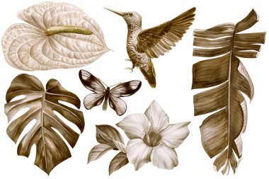 Watercolor set tropical floral with vintage leaves, butterfly and hummingbird bird. High quality illustration