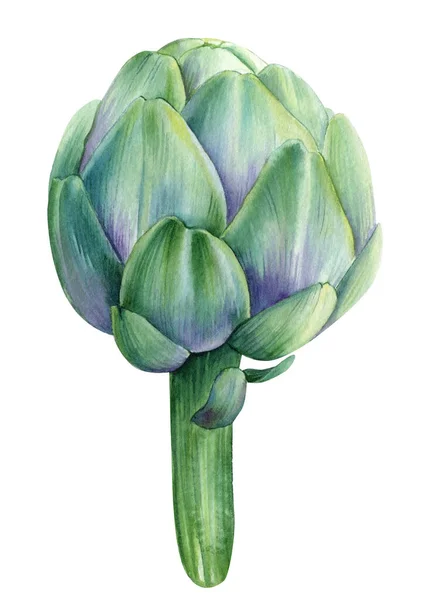 Artichoke Isolated White Background Watercolor Illustration Hand Drawn Vegetable High — Stockfoto