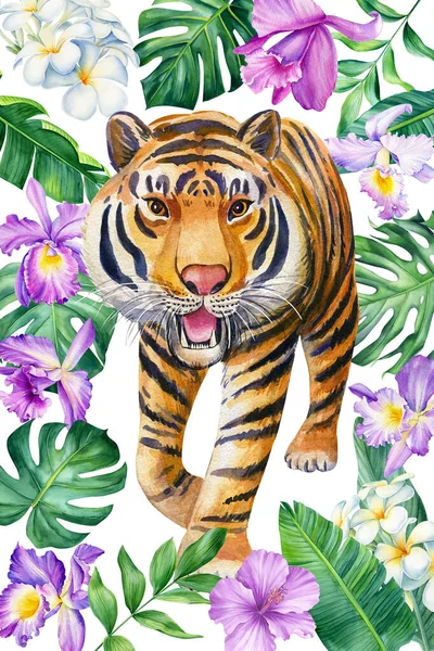 Print tropical leaves and tiger. Watercolor illustration, jungle design. Postcard. High quality illustration