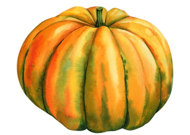 pumpkin on isolated white background, watercolor autumn art. High quality illustration