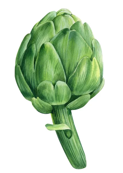 Watercolor Hand Drawn Artichoke Natural Vegetables Illustration White Background High — Fotografia de Stock