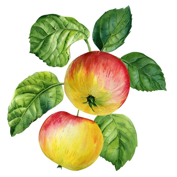 Apple on a branch. Natural fruits illustration on white background. Watercolor hand drawn apples. High quality illustration