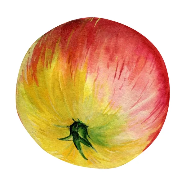 Apple White Background Hand Drawn Watercolor High Quality Illustration — 스톡 사진