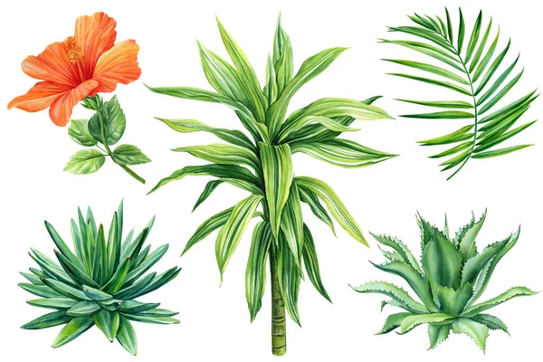 Σύνολο Τροπικών Φυτών Φύλλα Φοίνικα Ιβίσκος Πράσινο Φύλλο Χυμώδη Ζωγραφισμένα — Φωτογραφία Αρχείου