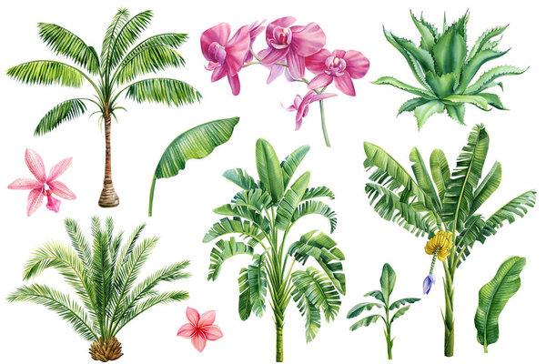 Palm trees, tropical plants on isolated white background, clip art Hand drawn Nature Watercolor illustration. High quality illustration