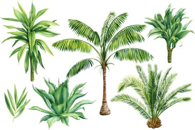 Palm trees, Dracaena, aloe, tropical plants set on isolated white background, Botanical Watercolor illustration. High quality illustration