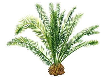 Palm tree, tropical plant on isolated white background, clip art Hand drawn Nature Watercolor illustration. High quality illustration