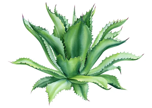 Green Plant Aloe Isolated White Background Watercolor Illustration Agave Botanical — Foto Stock