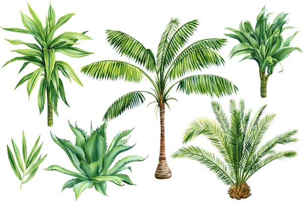 Φοινικόδεντρα Dracaena Αλόη Τροπικά Φυτά Απομονωμένο Λευκό Φόντο Βοτανική Ακουαρέλα — Φωτογραφία Αρχείου