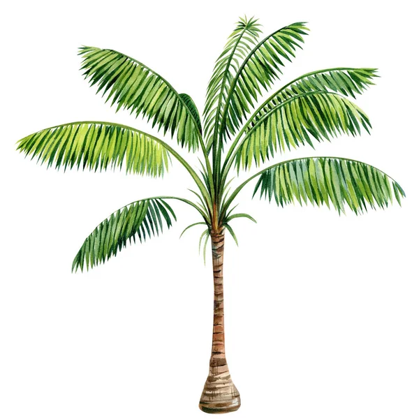 Palm Tree Isolated White Background Hand Drawn Watercolor Illustration High — Stock Photo, Image
