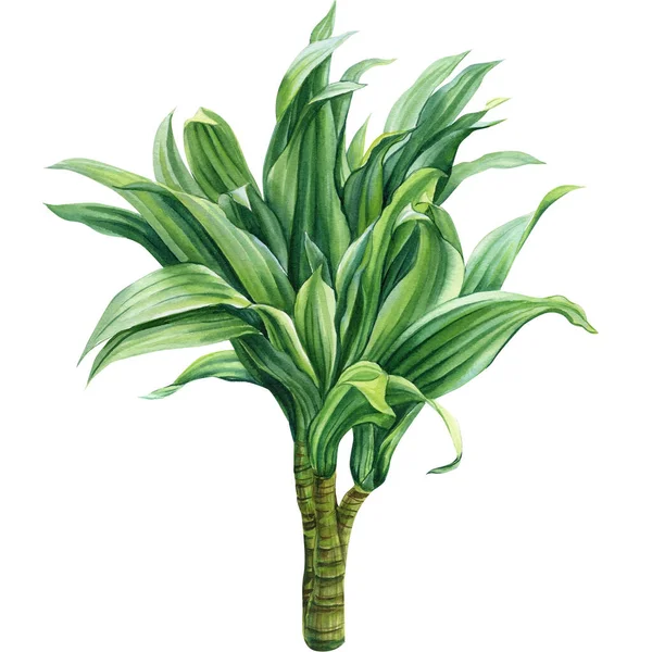 Dracaena Fragrant Tropical Plants Isolated White Background Watercolor Illustration High — Fotografie, imagine de stoc