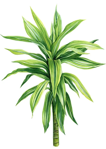 Dracaena Τροπικά Φυτά Απομονωμένο Λευκό Φόντο Υδατογραφία Εικονογράφηση Εικόνα Υψηλής — Φωτογραφία Αρχείου