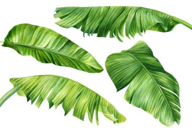 Palm leaves. Tropical plant on isolated white background, Jungle botanical watercolor illustrations, floral elements. . High quality illustration