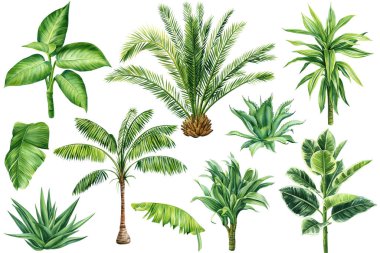 Tropical leaves set. Palms, Aloe, Dracaena and ficus. Tropical plant, isolated white background, Watercolor illustration. High quality illustration