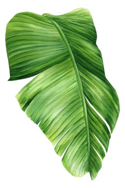 Palm leaves. Tropical plant on isolated white background, Jungle botanical watercolor illustrations, floral elements. . High quality illustration