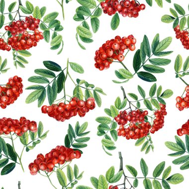  Rowan watercolor. Branches, leaves and red berries. Seamless pattern. High quality illustration
