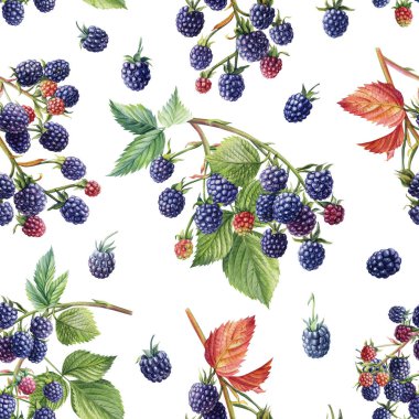 Seamless pattern with branches leaves and berries, blackberries hand-drawn in watercolor. High quality illustration
