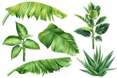 Palms, Aloe, Dracaena and ficus. Tropical plants on isolated white background, Hand drawn Watercolor illustration. High quality illustration