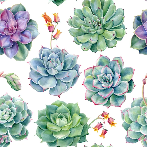 Succulents Seamless Pattern Watercolor Illustration Digital Paper Floral Design High — 图库照片