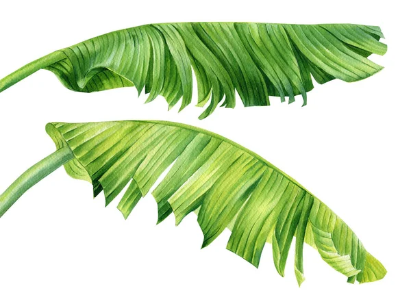 Palm Leaves Tropical Plant Isolated White Background Jungle Botanical Watercolor — Stockfoto